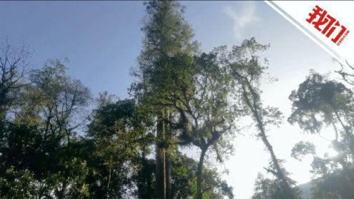 多角度拍摄中国大陆已知最高的树：西藏发现76.8米不丹松刷新纪录