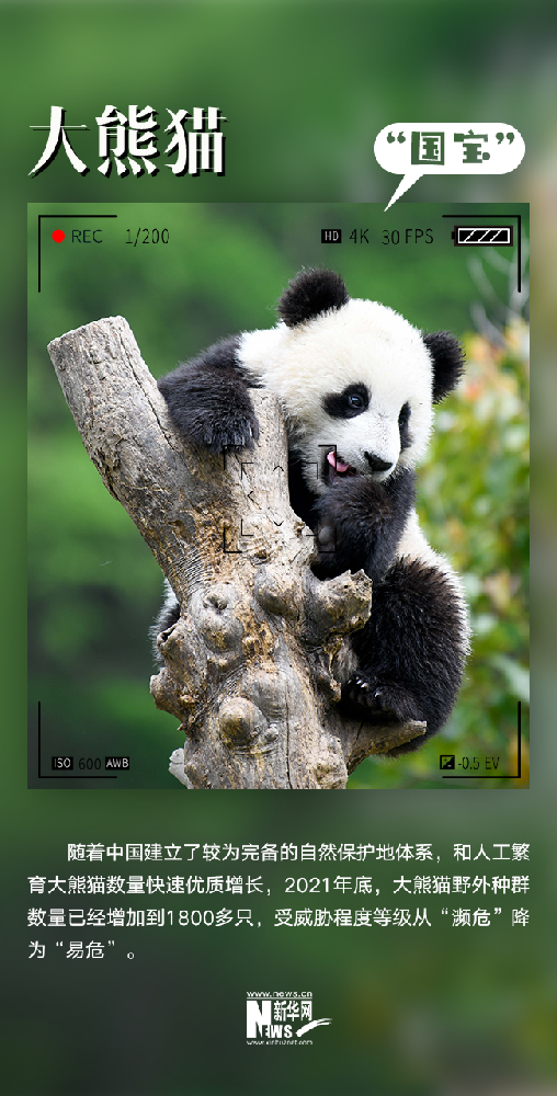 “国宝”大熊猫从“濒危”降为“易危”